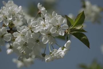 Obraz premium Spring cherries with soft background.