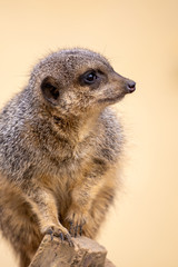 Surykatka szara © Mariusz