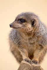 Surykatka szara © Mariusz