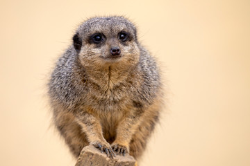 Surykatka szara © Mariusz