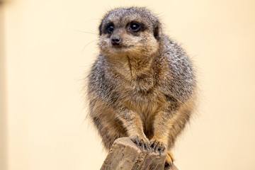 Surykatka szara © Mariusz