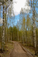 Southern Karelia, Finland, May,10, 2014, a sandy road through pine-tree and birtch forest in spring