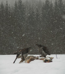 Pare of Northern Goshawk (Accipiter gentilis) eats dead wolf on snow field near forest at background