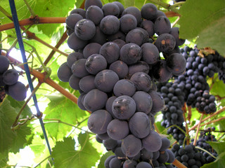 Black grapes on a branch