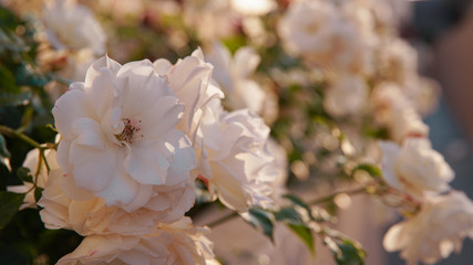Flowers Catching the Evening Sun