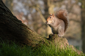 Grey squirrel feeding in Gildredge Park, Eastbourne 