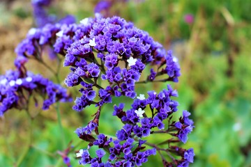 purple flowers in the garden