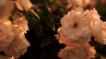 Fototapeta na wymiar Close up of Sunset Flower