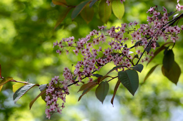 Prunus padus colorata pink flowering cultivar of bird cherry hackberry tree, hagberry mayday tree in bloom in sunlight