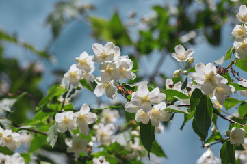 Philadelphus coronarius sweet mock-orange white flowers in bloom on shrub branches, flowering English dogwood ornamental plant