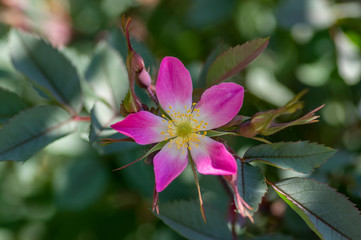 Rosa glauca rubrifolia red-leaved rose in bloom, beautiful ornamental redleaf flowering deciduous shrub, spring flowers