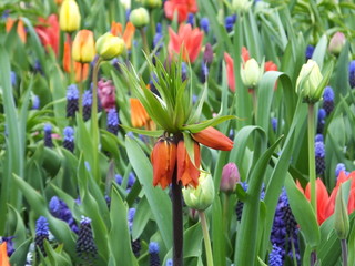 tulips in the garden