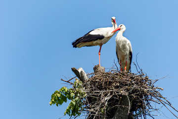 Two white storks in a nest in spring against a clear blue sky. Symbol of peacefulness in Belarus.