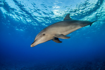 dolphin underwater