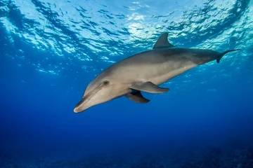 Badkamer foto achterwand dolphin underwater © Tropicalens