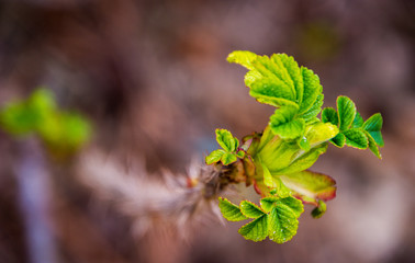 green leaves on the tree