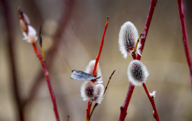 pussy willow catkins © Grzegorz