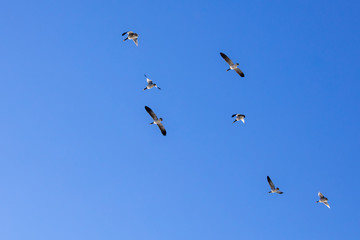 wild geese in the sky