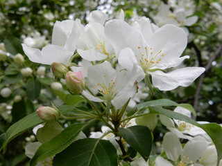 spring blooming delicate white flowers pear trees on a blurred background