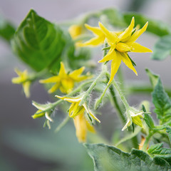 View of yellow tomato flowers. Abundant flowering. The concept of agricultural plants, flowers, background, garden.