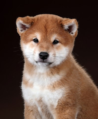 Cute little shiba inu puppy on brown background