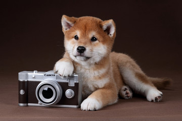 Little shiba inu puppy with a camera