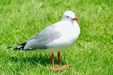 mouette
