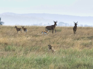 Naklejka na ściany i meble a cheetah pair stalking hartebeest and gazelle at serengeti