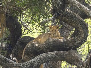 famous tree climbing lion in tree facing camera at lake manyara