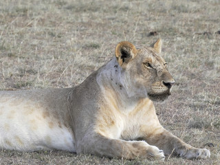 close view of a lioness laying down at masai mara in kenya