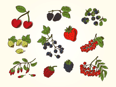 Colorful berries. Vector Set of doodle berries: strawberry, blueberries, black currant, raspberries, blackberries, red currants, gooseberries, cherries, rowan, mulberry
