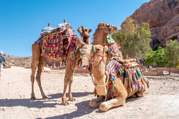 Camels waiting for passengers in Petra, Jordan