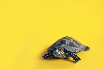 a small red-eared turtle on a yellow background