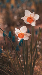 Kwiaty w ogrodzie wiosną © Magdalena