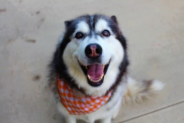 siberian husky dog © Awnna