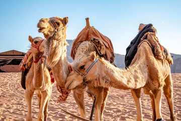 Funny Faces of Camels in the Wadi Rum Desert of Jordan