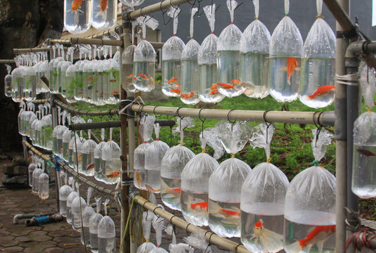 Orange goldfish in plastic bags for sale in Asia