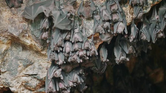 Beautiful shot of a large colony of fruit bats hanging from the ceiling of a rocky cave. The flying fox sleep and congregate together during the daytime