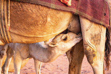 Baby Camel nursing in desert at sunrise