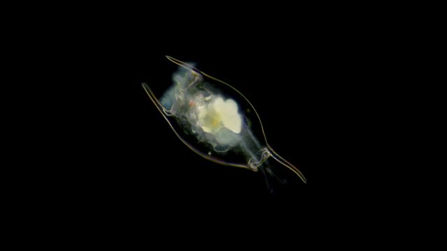 sea rotifera under the microscope, of the Brachionidae family, the genus Brachionus, lives in both fresh and salt water, has a carapace and a long leg, was found in the Black Sea