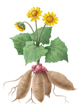 Yacon Plant Hand Drawn Pencil Illustration Isolated on White with Clipping Path