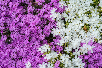 Obraz premium Purple and White Flowers
