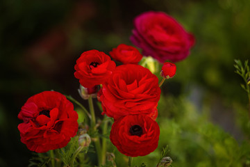 Fototapeta na wymiar Ranunculus red bouquet of flowers on a bright green background with bokeh. Fresh red ranunculus with buds. Red green bright floral background