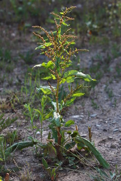 A Bitter Dock plant ( Rumex obtusifolius ) on a ruderal surface in bloom