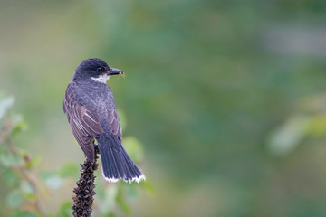 Eastern Kingbird, Tyrannus tyrannus, with prey item