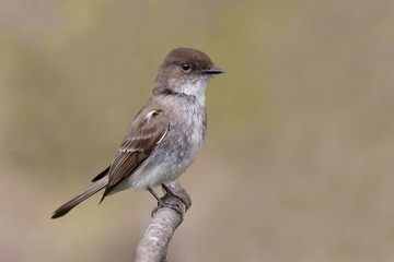 Eastern Phoebe, Sayornis phoebe, watchful on perch