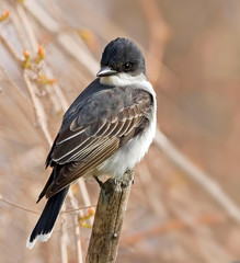 Eastern Kingbird, Tyrannus tyrannus, on post