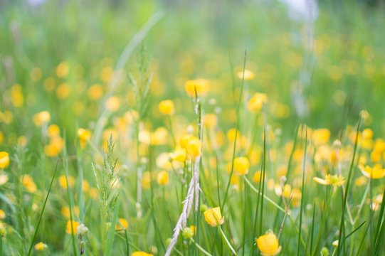 Yellow Flowers Blooming On Field