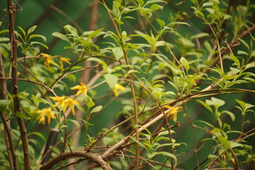 green tea leaves