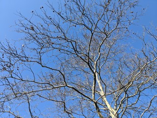 Tree Branches and Blue Sky